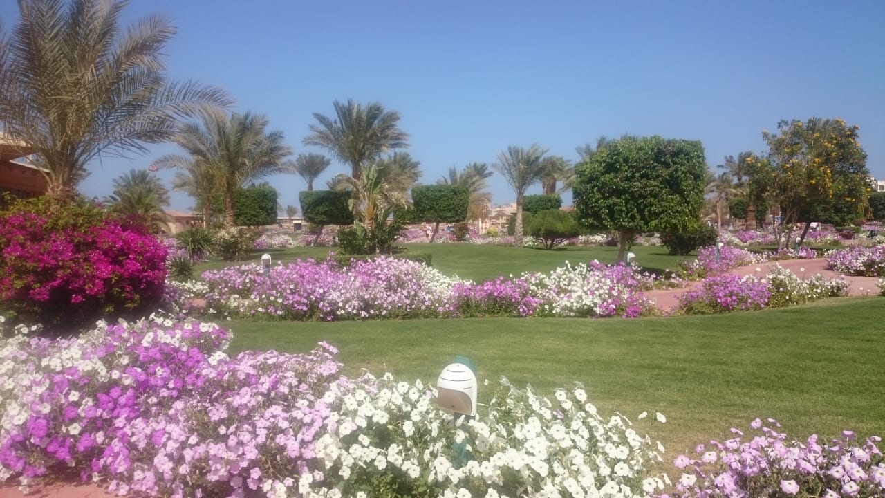 Gartenanlage Desert Rose