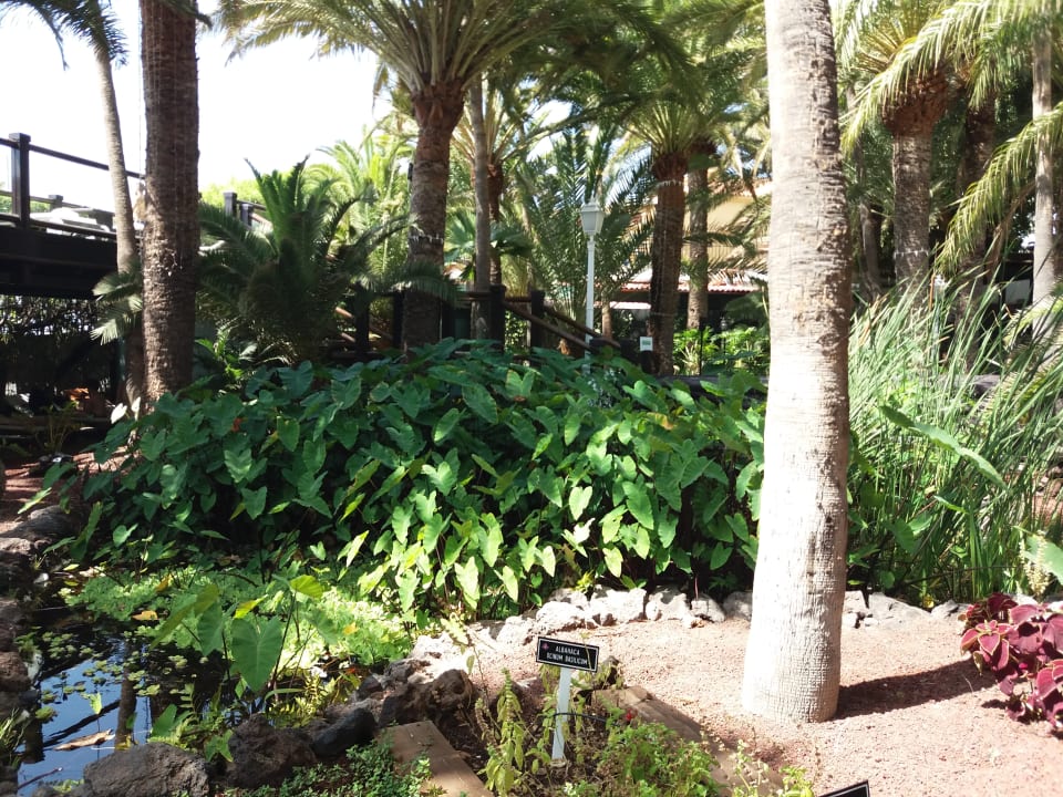 Gartenanlage Hotel Parque Tropical