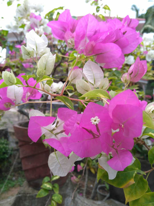 Garten Ashirvad Ayurveda Homestay