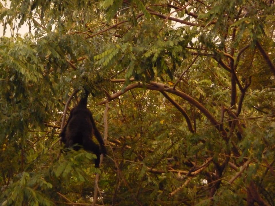 Brüllaffe Hotel Riu Guanacaste