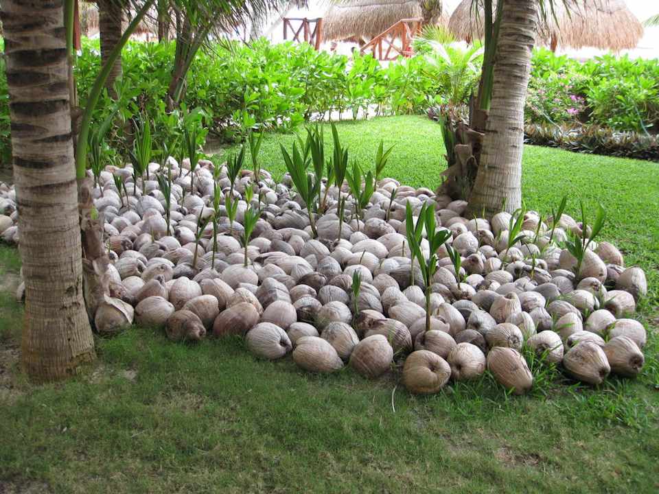 Kokospalmen Aufzucht TUI BLUE El Dorado Seaside Suites