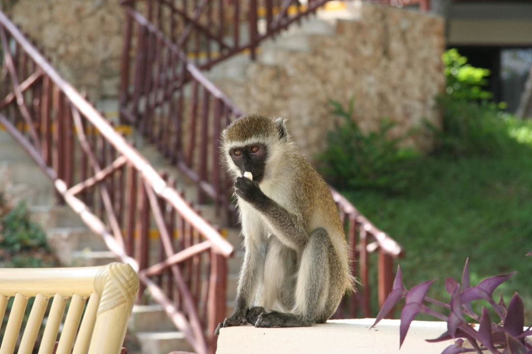 Bonbons klauen Baobab Beach Resort & Spa