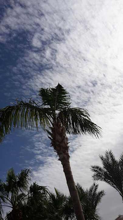 Blick von der Terrasse  Pickalbatros Palace Resort