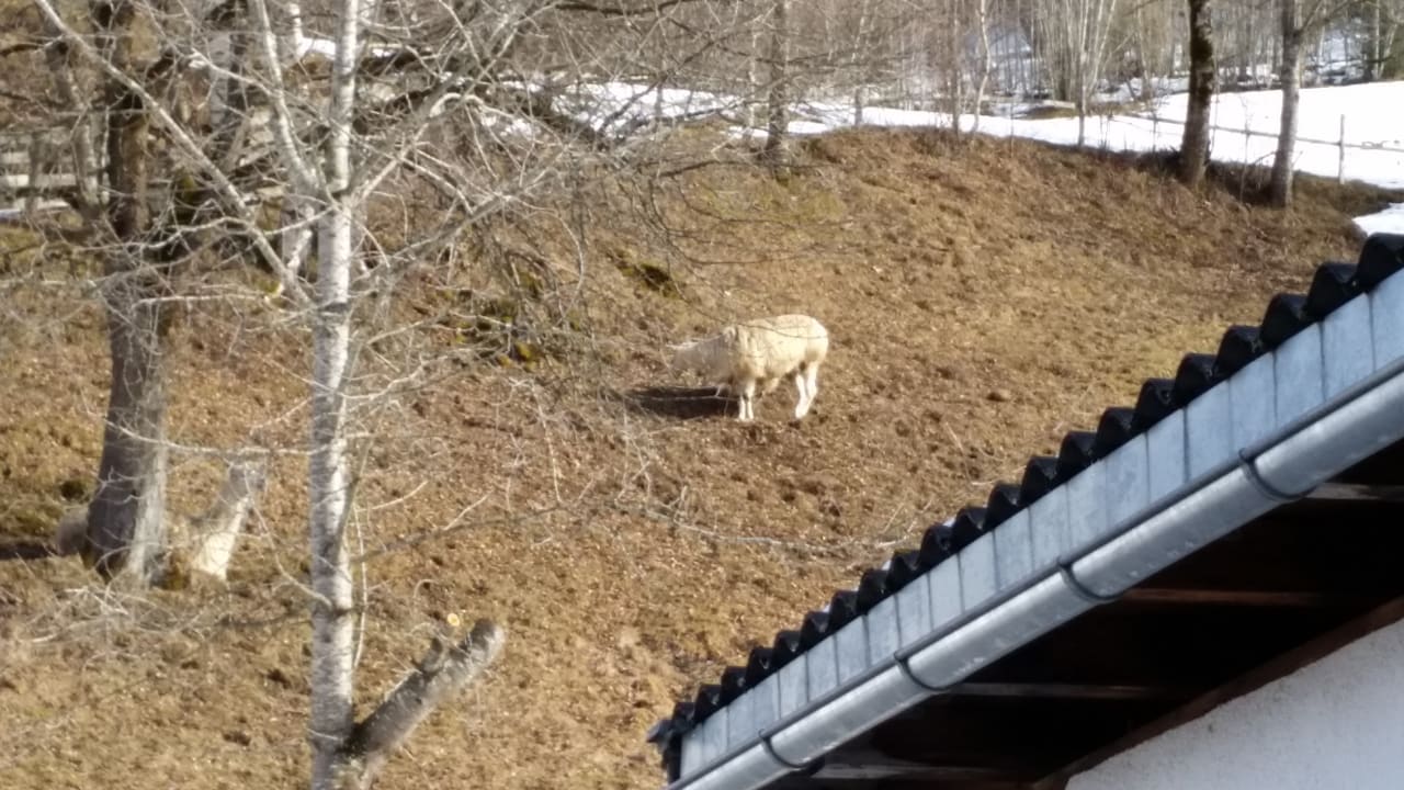 Gartenanlage Hotel-Pension Ötzmooshof