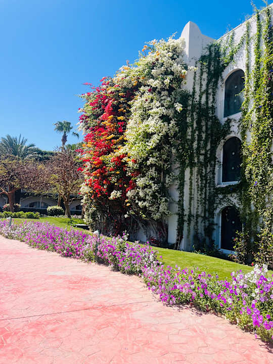 Gartenanlage Desert Rose