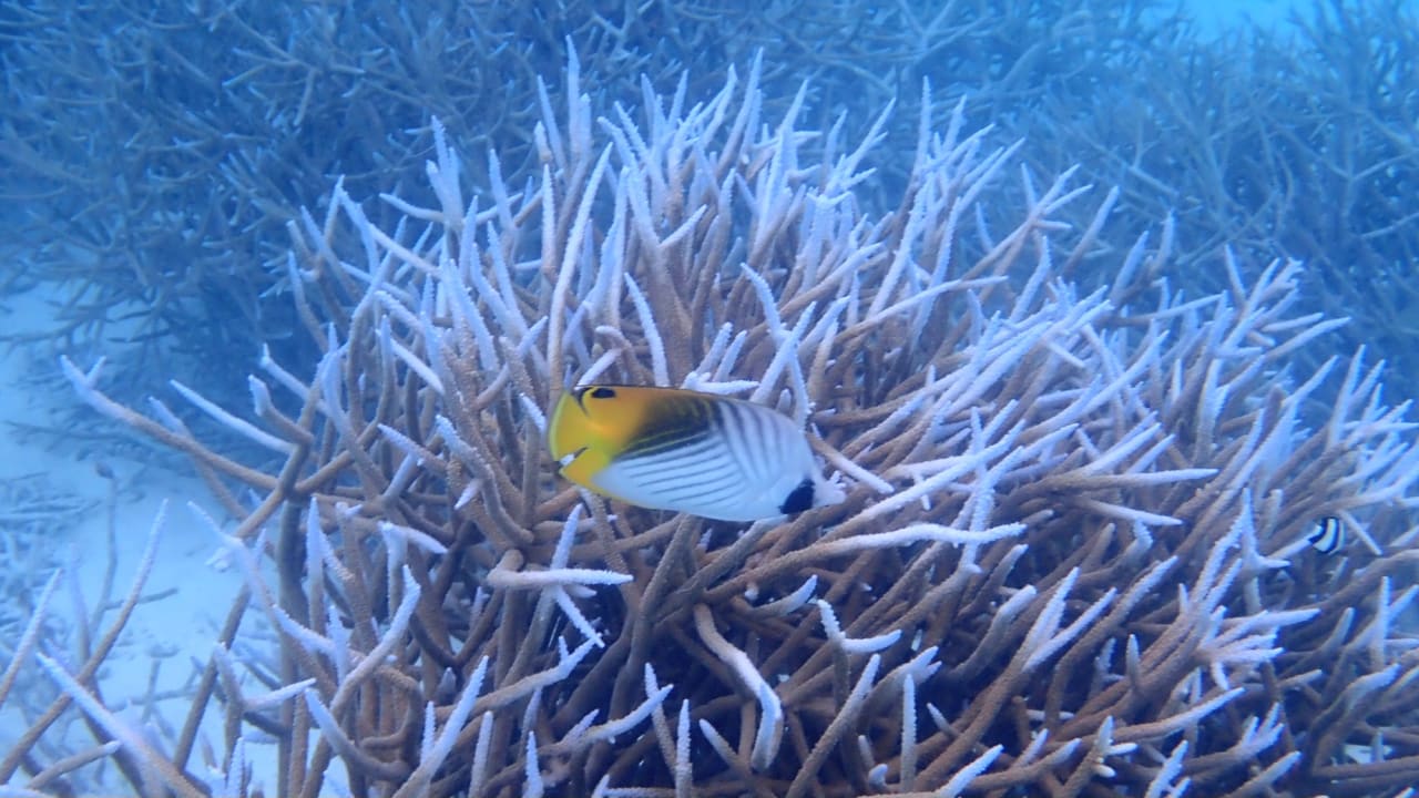 Sport & Freizeit Hotel Riu Palace Maldivas