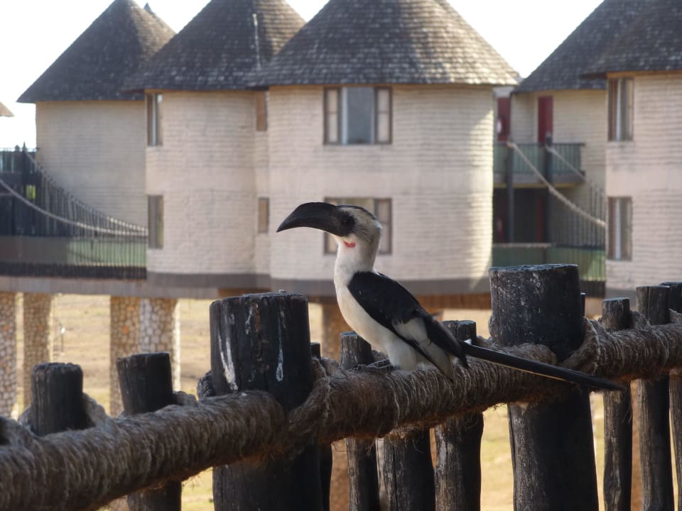 Viele Vögel in der Anlage Salt Lick Safari Lodge