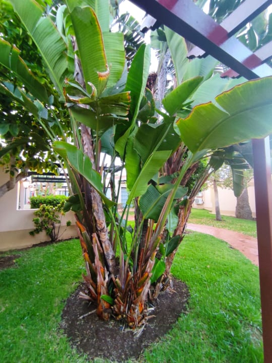 Gartenanlage allsun Hotel Esplendido