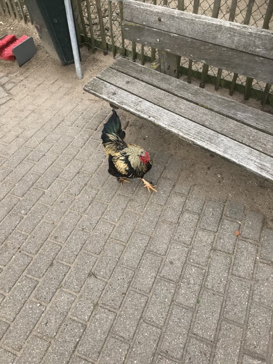 Sonstiges Center Parcs Park Zandvoort - Ferienhäuser