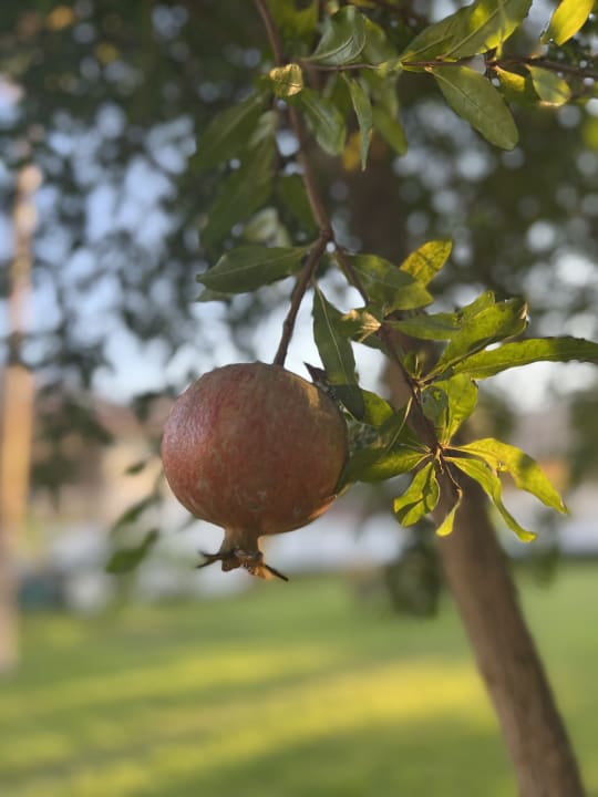 Sonstiges Asteria Family Resort Side