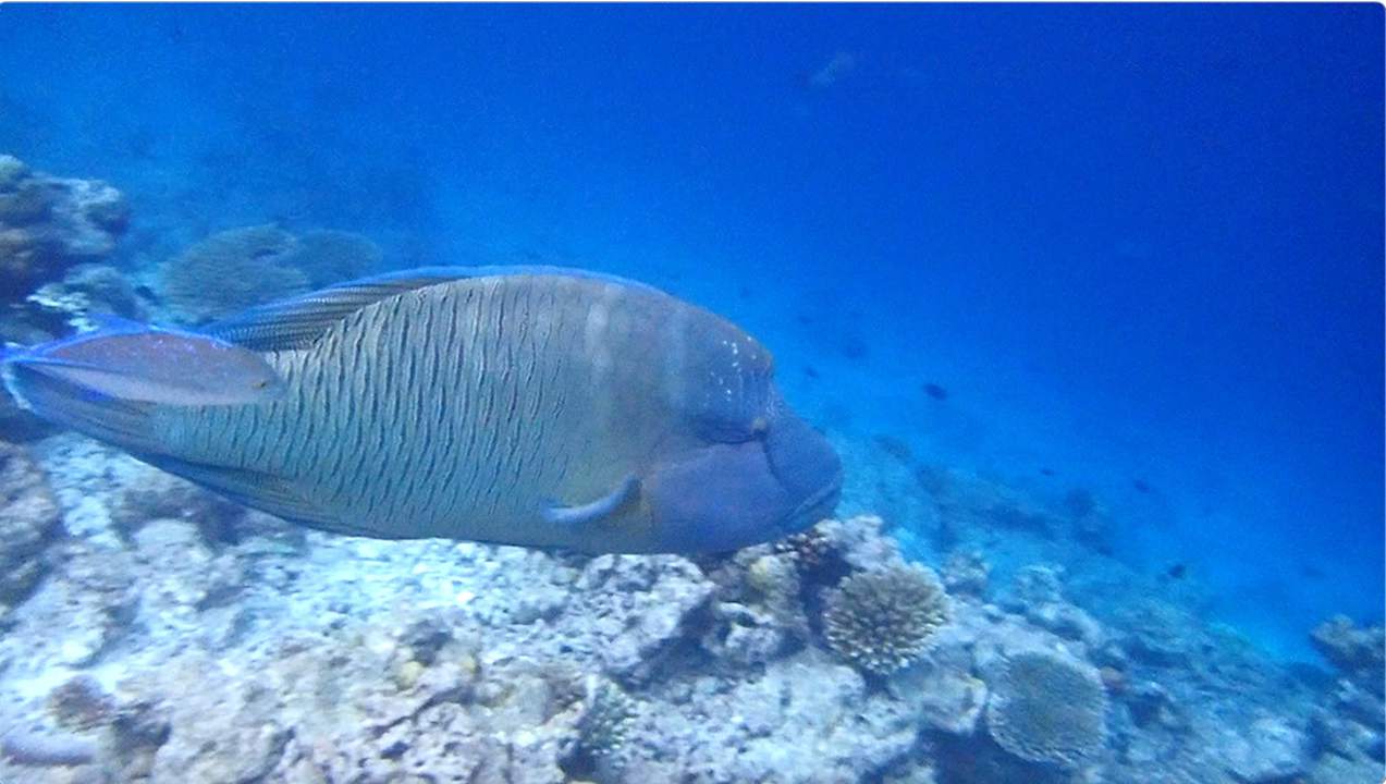 Sonstiges Vilamendhoo Island Resort & Spa