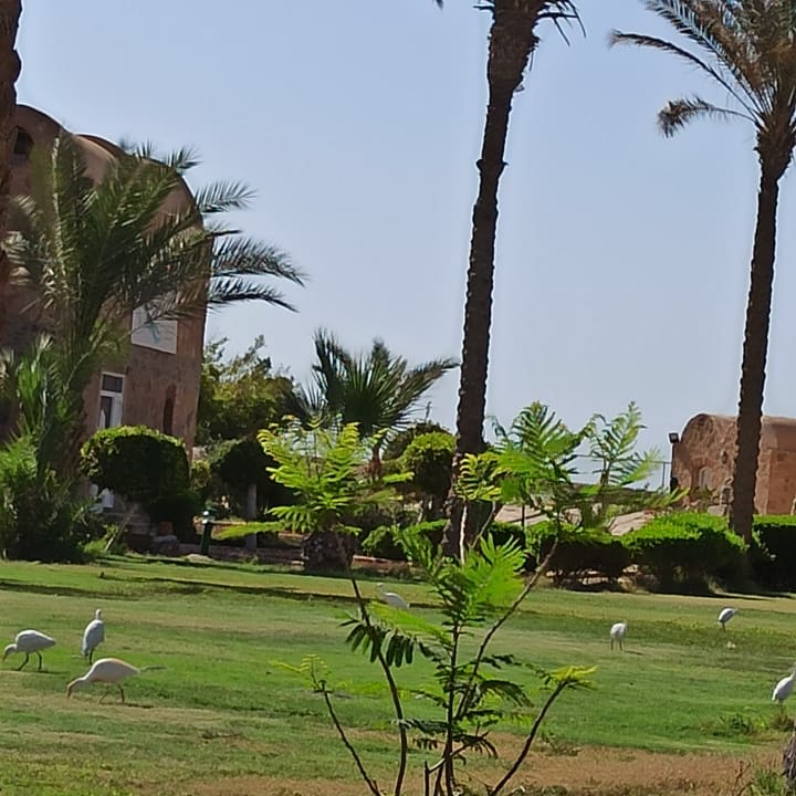 Gartenanlage Pensée Royal Garden Beach Resort