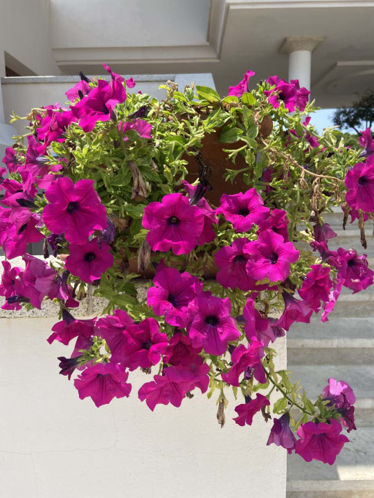 Gartenanlage Grande Baia Resort & Spa