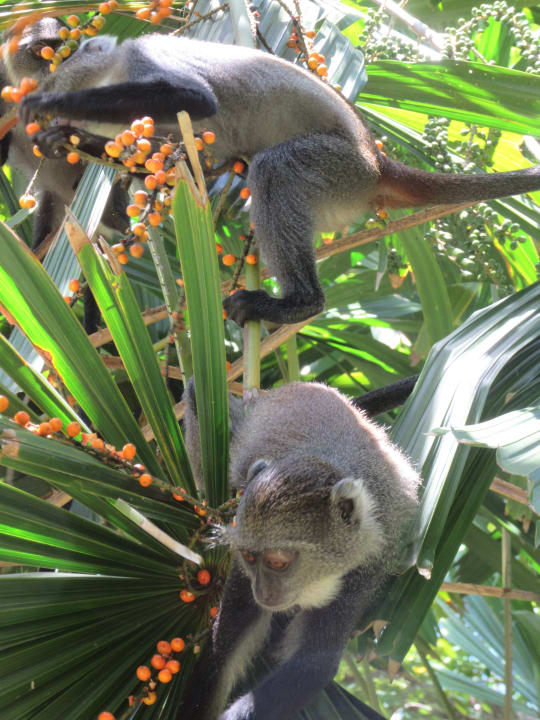 Gartenanlage Baobab Beach Resort & Spa