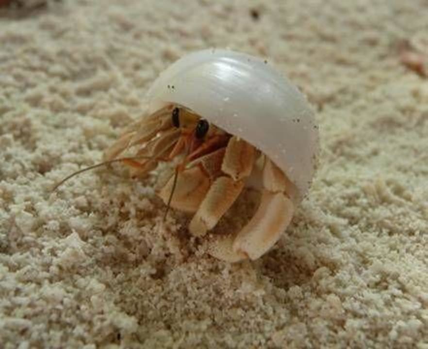 Einsiedlerkrebs Six Senses Kanuhura