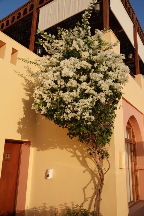 Gartenanlage Steigenberger Coraya Beach - Adults only