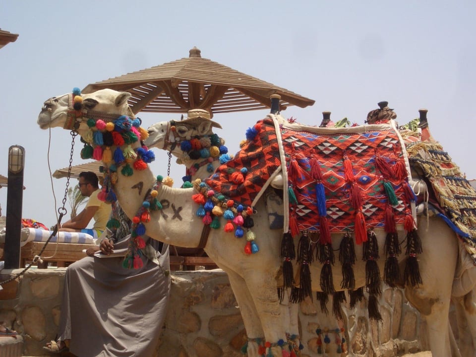 Alex und Max die Strand Kamele Riviera Aqua Park Resort