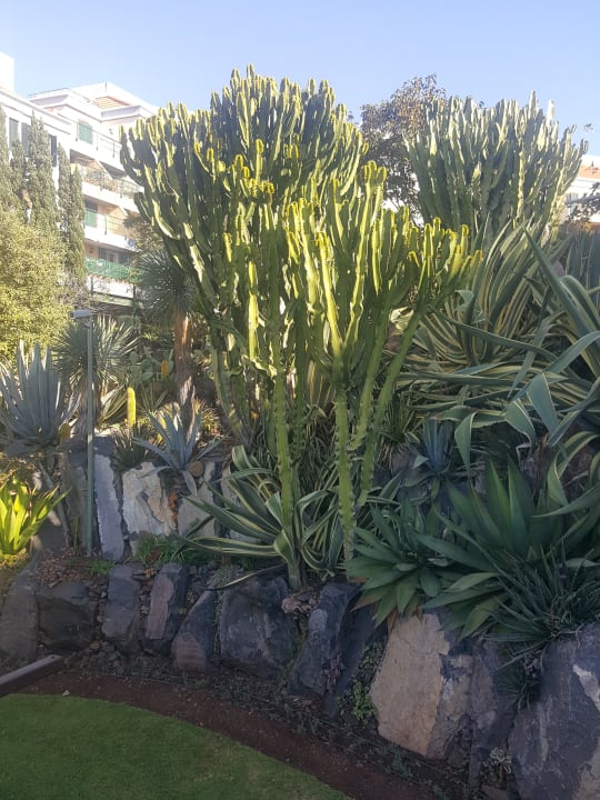 Gartenanlage Pestana Grand Ocean Resort