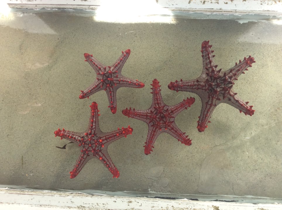 Sport & Freizeit Neptune Paradise Beach Resort & Spa