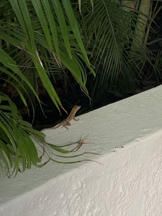 Garten Viva Heavens by Wyndham - All Inclusive Resort