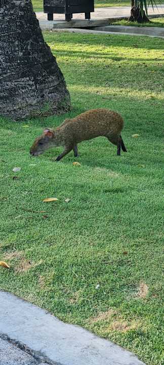 Gartenanlage Hotel Riu Playacar