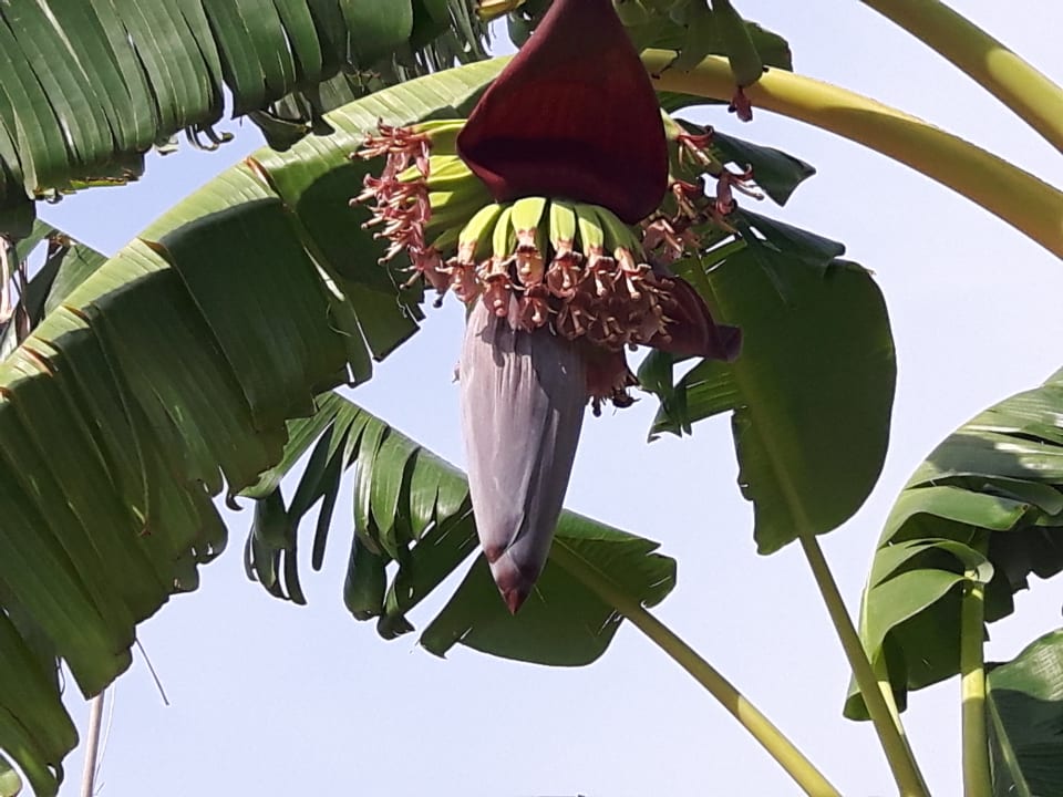 Gartenanlage Borgo Donna Canfora
