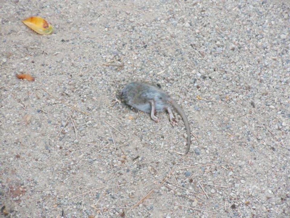 Tote Maus, 2 Tage lang Hotel El Duque