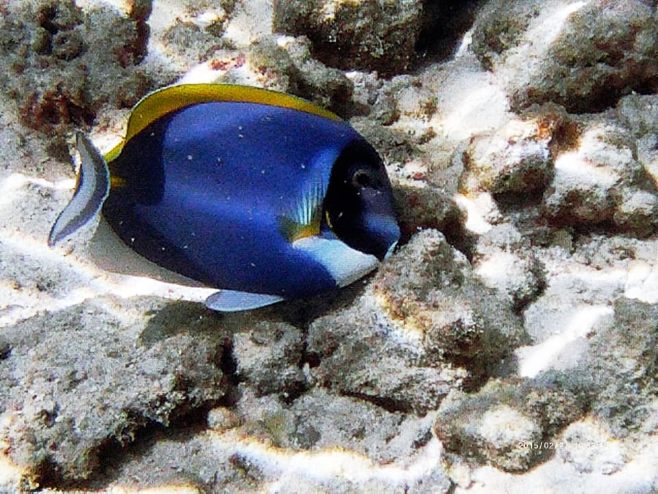 Hausriffbewohner NH Collection Maldives Reethi Resort