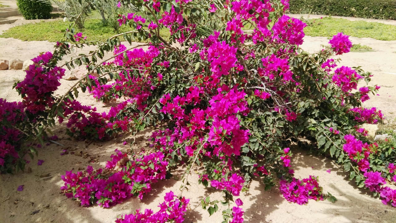 Gartenanlage Gemma Resort