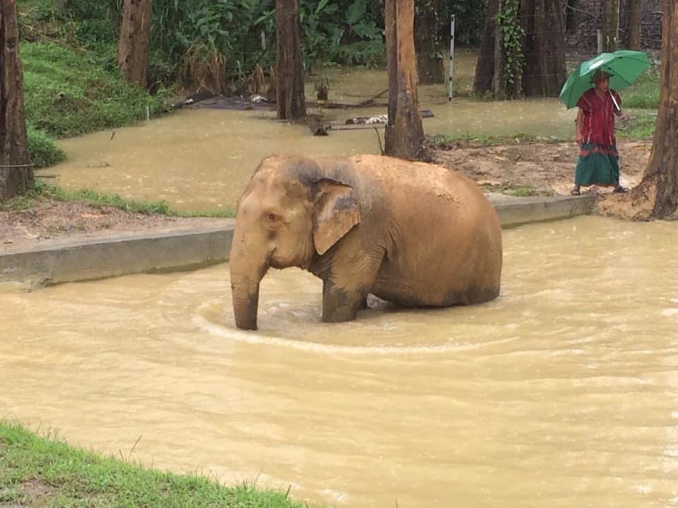 Bevor wir die Tiere putzen durften Elephant Hills