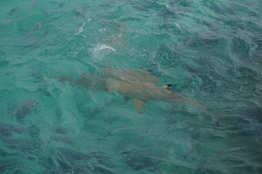 Strand Summer Island Maldives