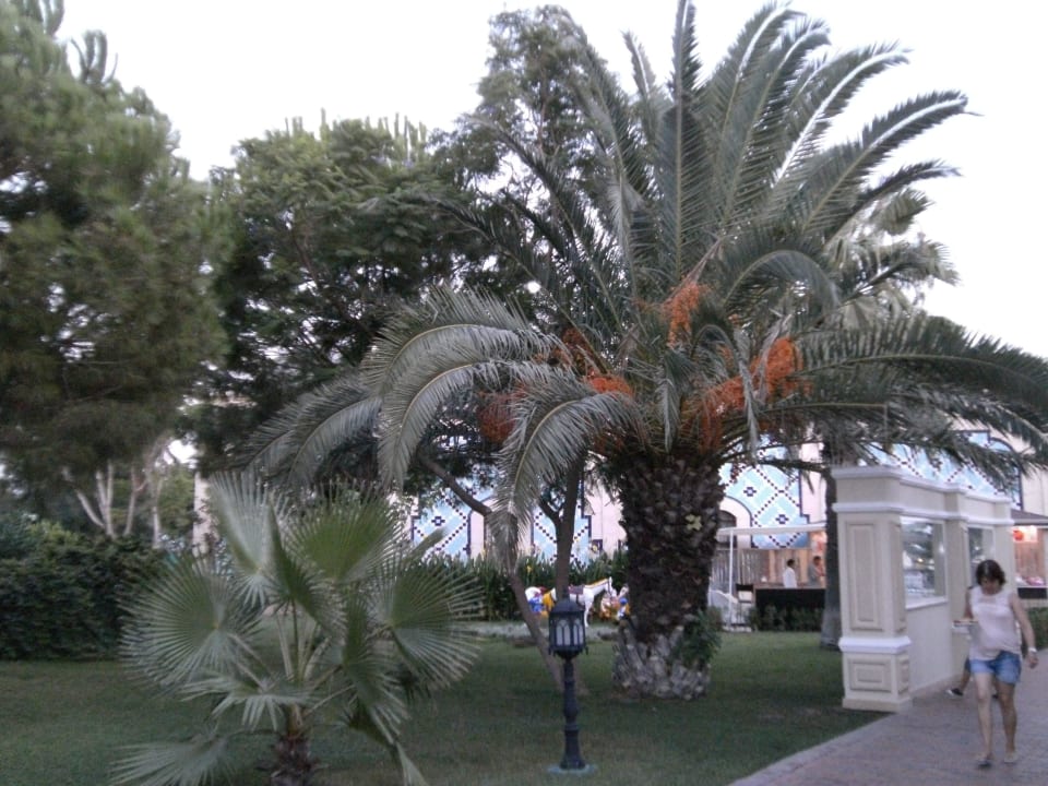 Wunderschöne Palmen Güral Premier Belek
