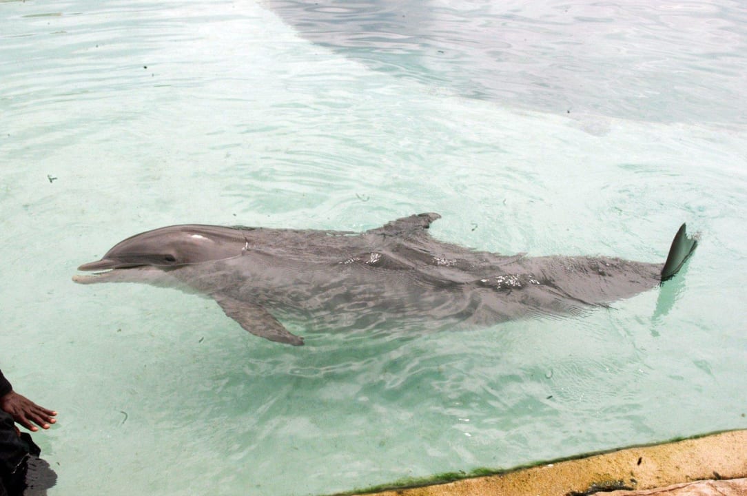 Delfinarium Atlantis Paradise Island Resort