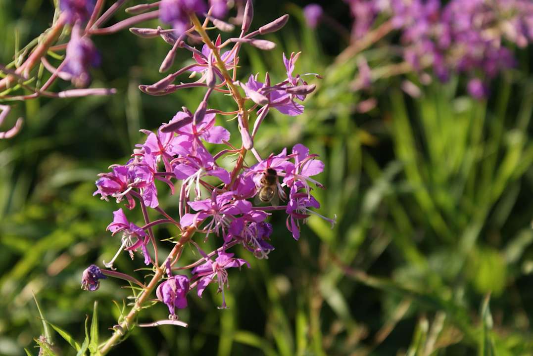 Dworek Klewiny Bauernhof Dwór Klewiny