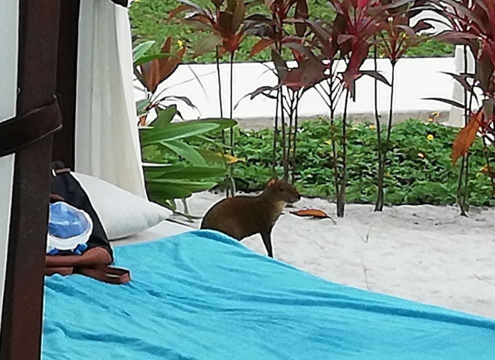 Gartenanlage Akumal Bay Beach & Wellness Resort