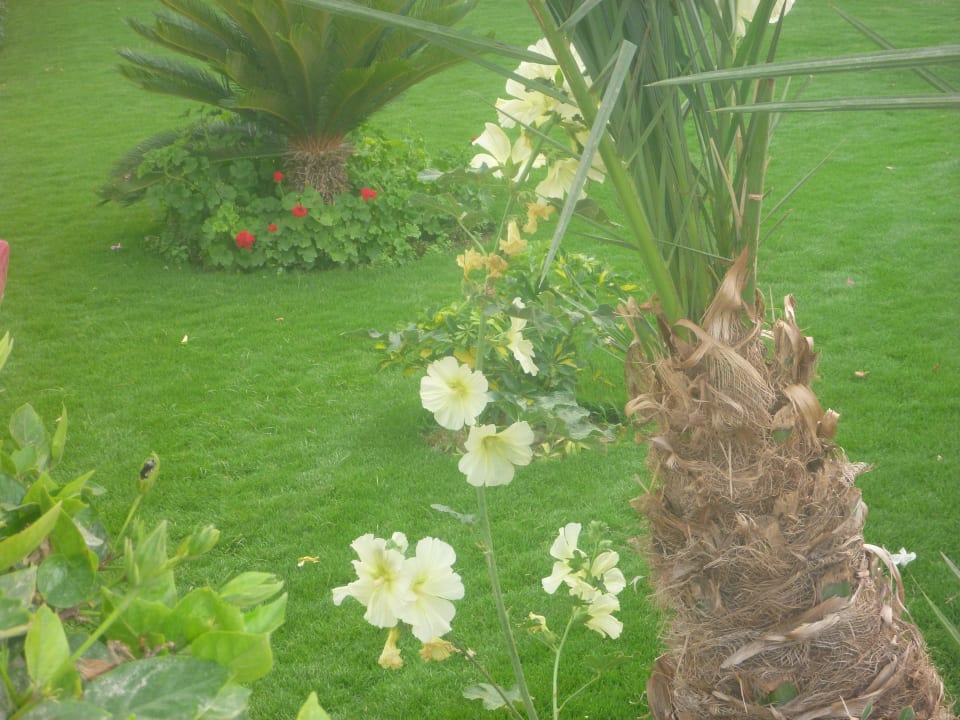 Blühende Blumen SUNRISE Holidays Resort (Adults Only)