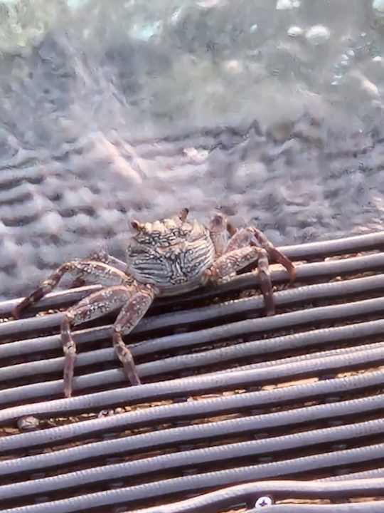 Sonstiges Vilamendhoo Island Resort & Spa