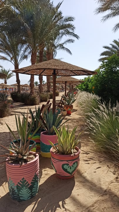 Gastro Fort Arabesque Resort, Spa & Villas