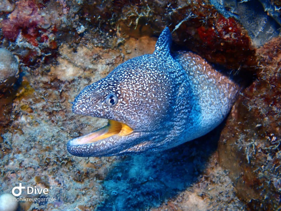 Sport & Freizeit Hotel Coral Garden