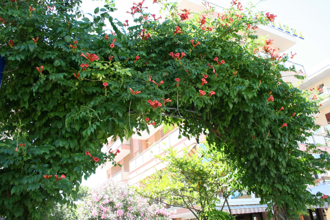 Hotel Madison Cervia Vacanze Urlaub Holiday Hotel Madison