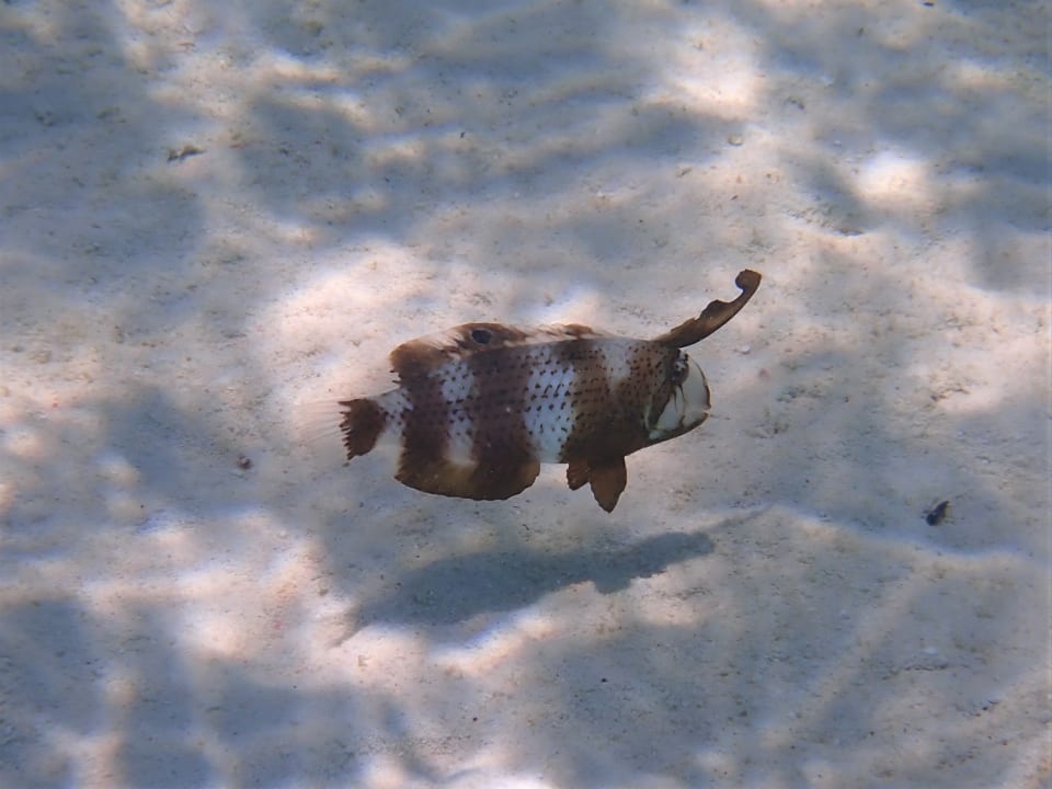 Sport & Freizeit Filitheyo Island Resort