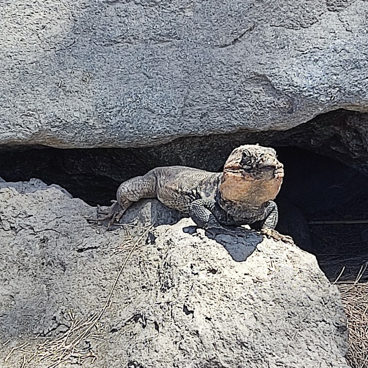 Strand Abora Buenaventura by Lopesan Hotels