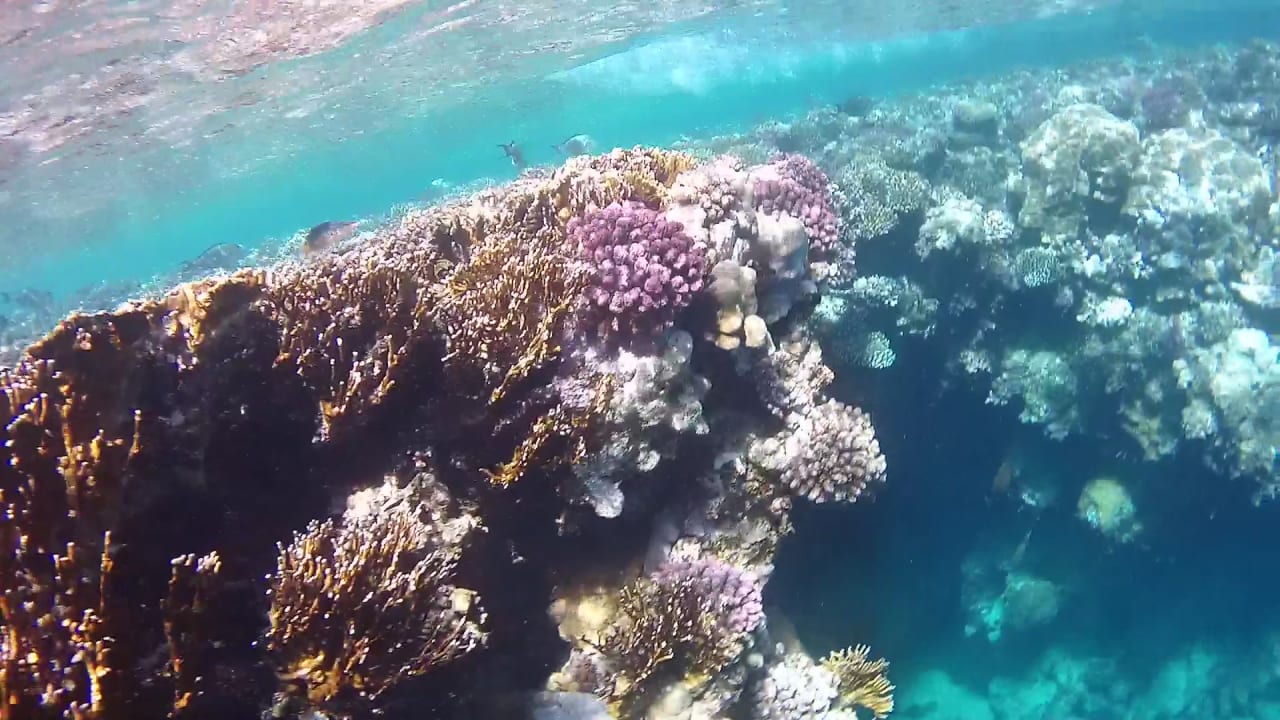 Sport & Freizeit Mövenpick Resort El Quseir