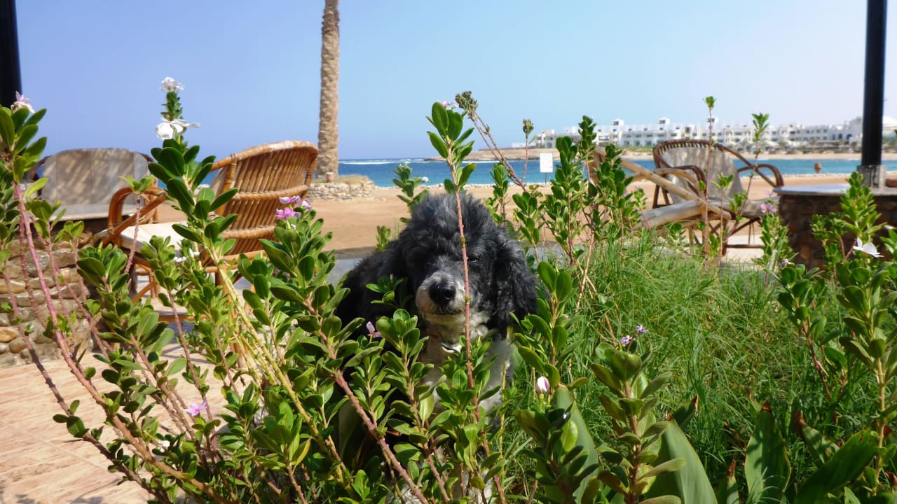 Unser Chico im Grün Hotel Coral Garden