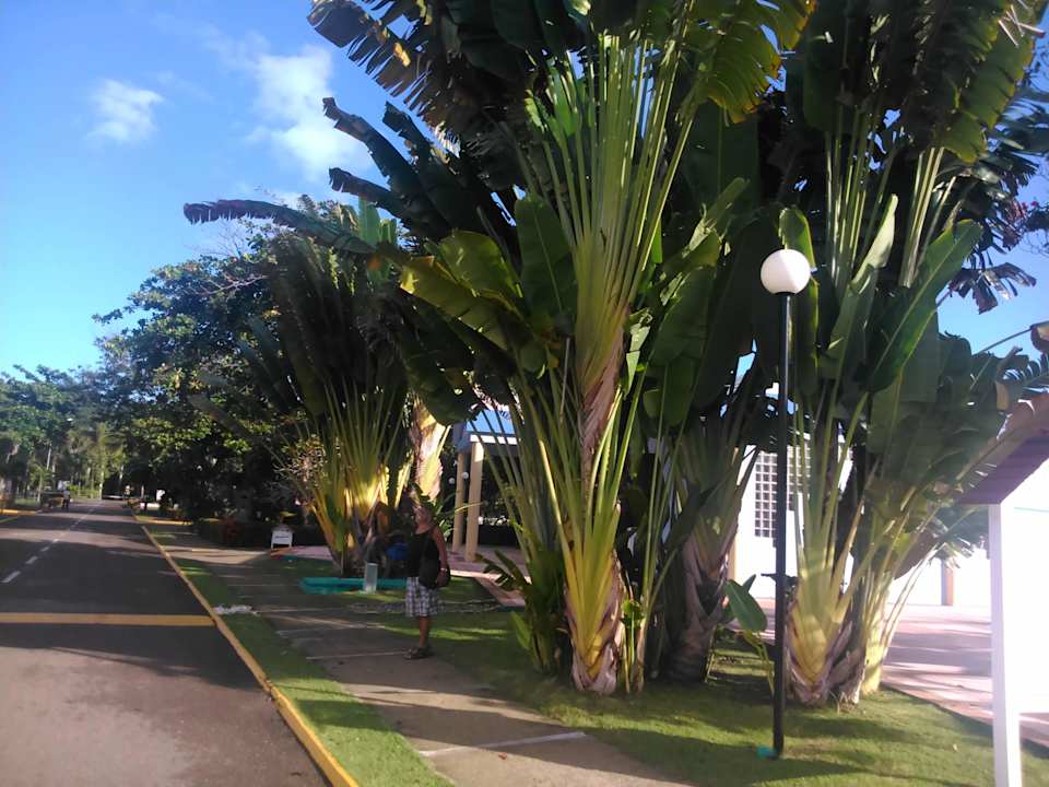 Was für Bananenstauden Puerto Plata Village