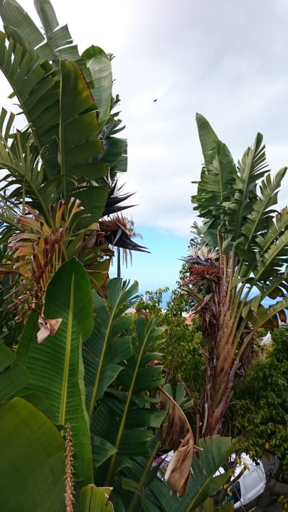 Gartenanlage La Palma Jardin