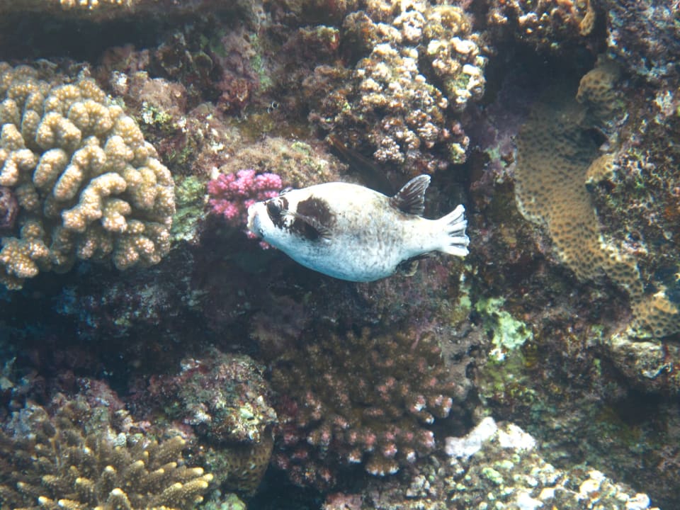 Sport & Freizeit Three Corners Equinox Beach Resort