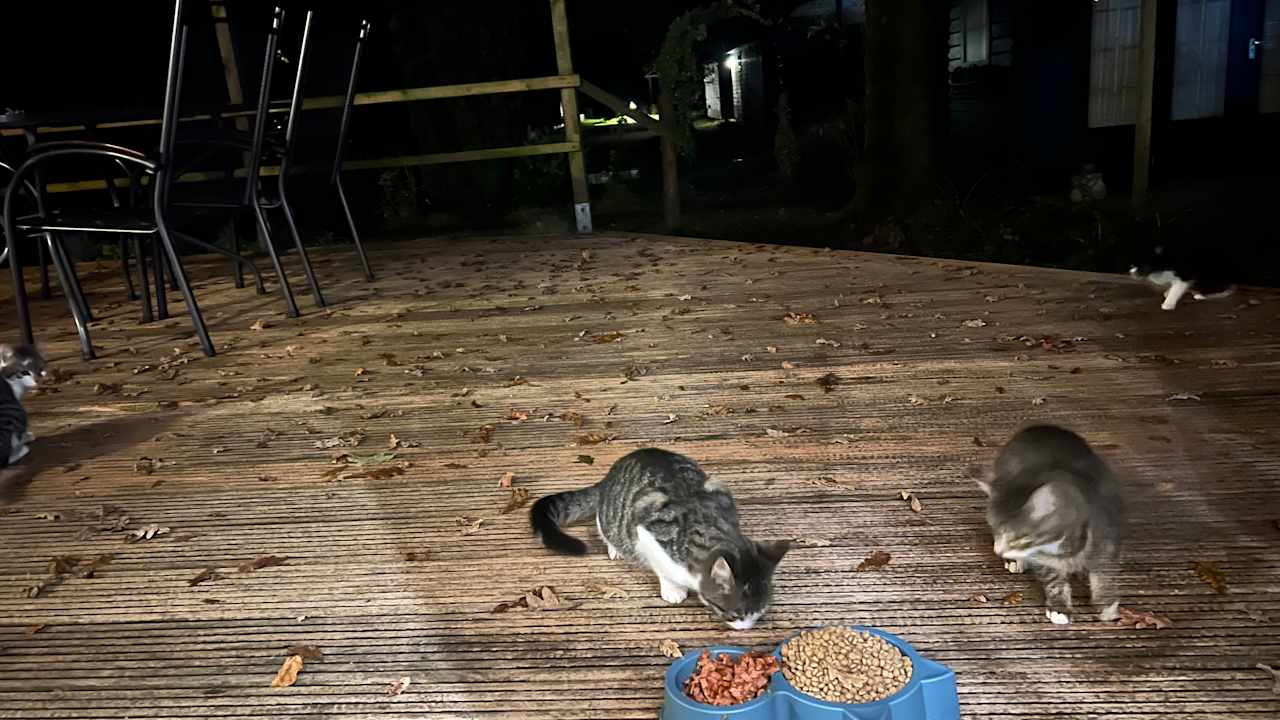 Gartenanlage 2 -3 persoons chalet in bosrijk park Kempenbos-Duc de Brabant