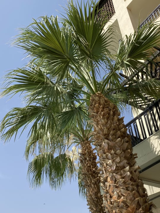 Gartenanlage Steigenberger Aqua Magic