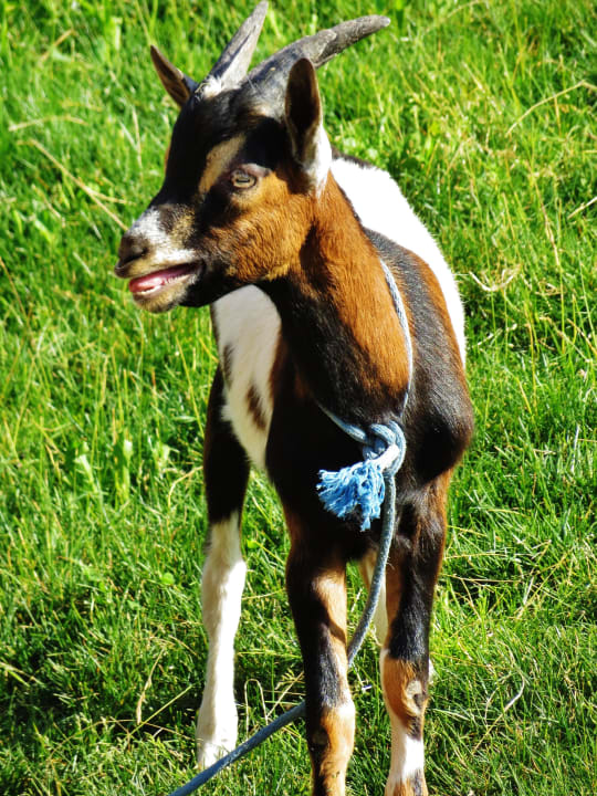 Ziege Naturhotel Forsthofgut